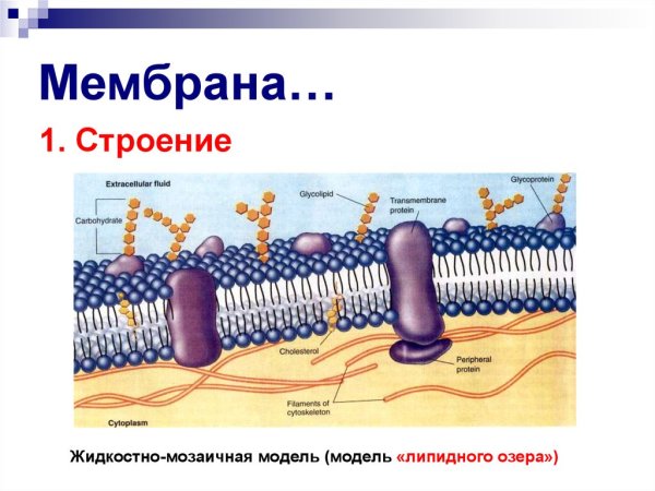 Жидкостно-мозаичная модель плазматической мембраны