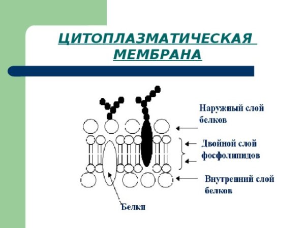 Составные части цитоплазматической мембраны