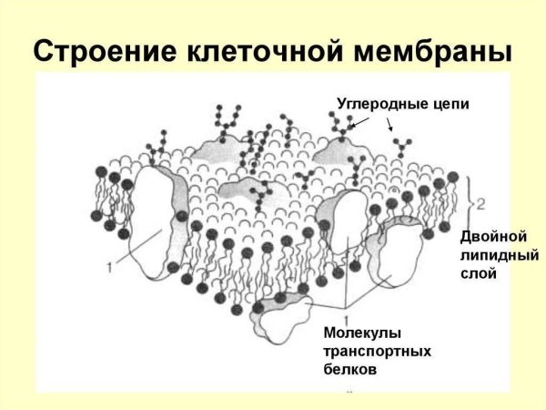 Наружная клеточная мембрана плазмалемма строение