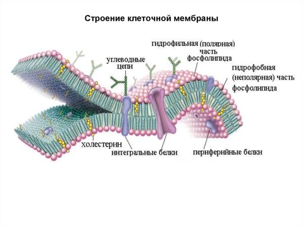 Структурные компоненты клеточной мембраны