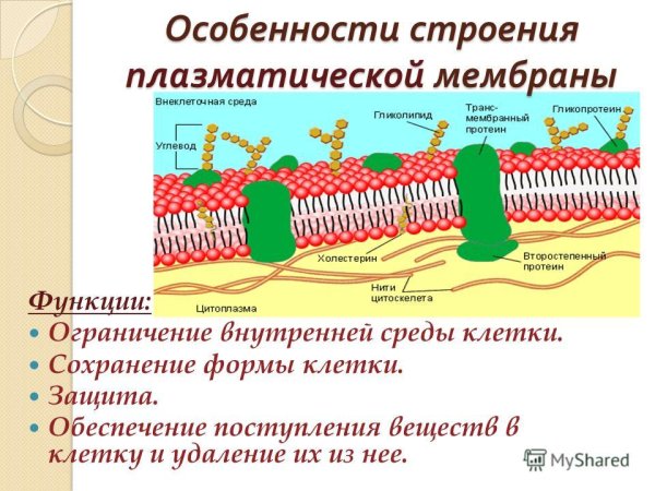 Плазматическая мембрана строение и функции