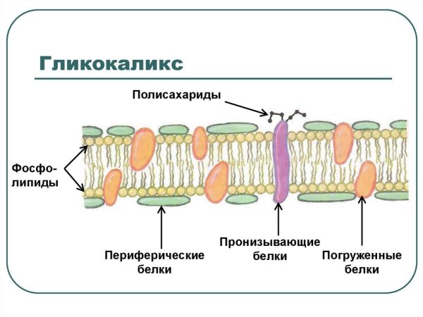 Клеточная мембрана гликокаликс