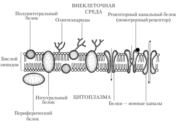 Строение и функции цитоплазматической мембраны клеток.