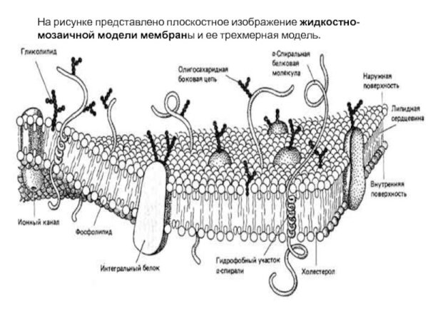 Жидкостно-мозаичная структура мембран