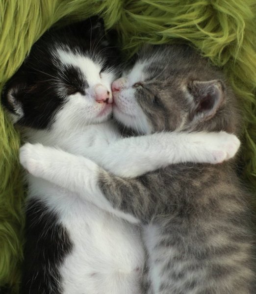 Котики обнимаются