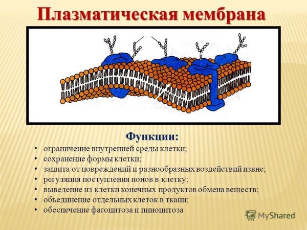 Строение плазматической мембраны клетки