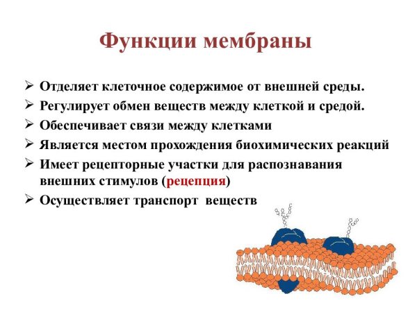 Функции внешней мембраны клетки