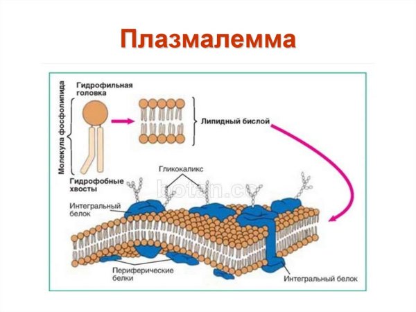 Строение цитоплазматической мембраны клетки