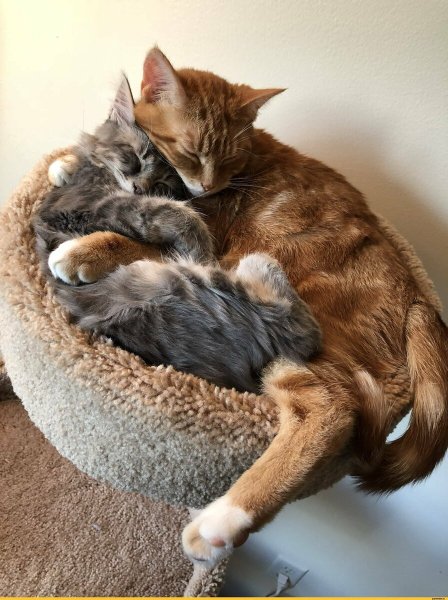Котики обнимашки