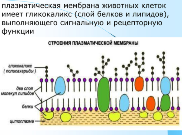 Наружная клеточная мембрана строение и функции