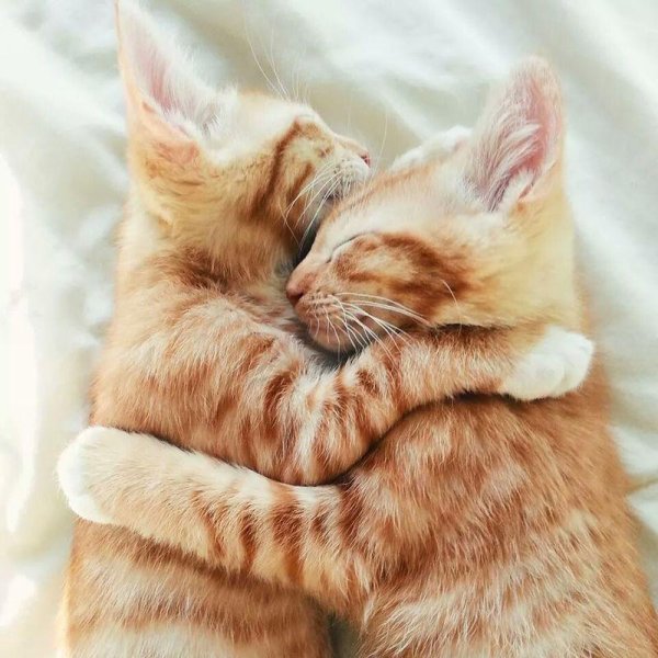 Кошки обнимаются
