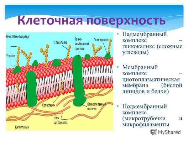 Цитоплазматическая мембрана гликокаликс