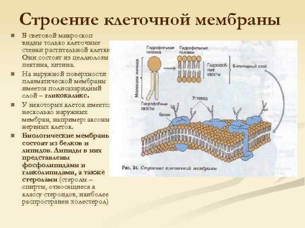 Строение наружной клеточной мембраны