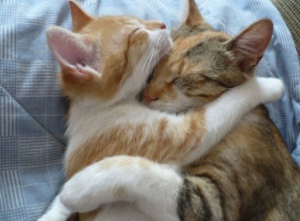 Кошки обнимаются