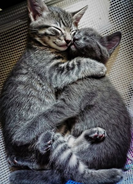 Кошки обнимашки