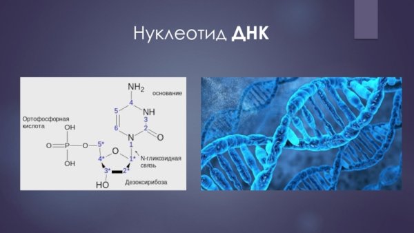 ДНК из нуклеотидов