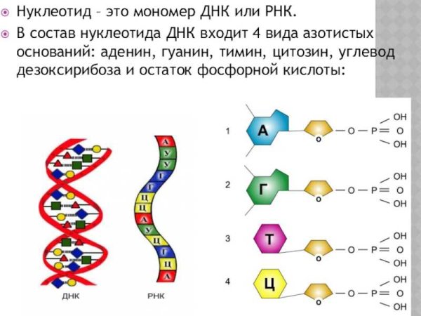 Состав нуклеотида ДНК