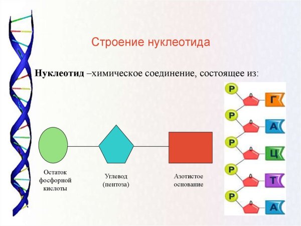 Строение нуклеотида ДНК