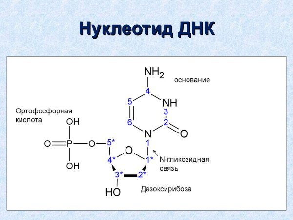 Строение нуклеотида ДНК