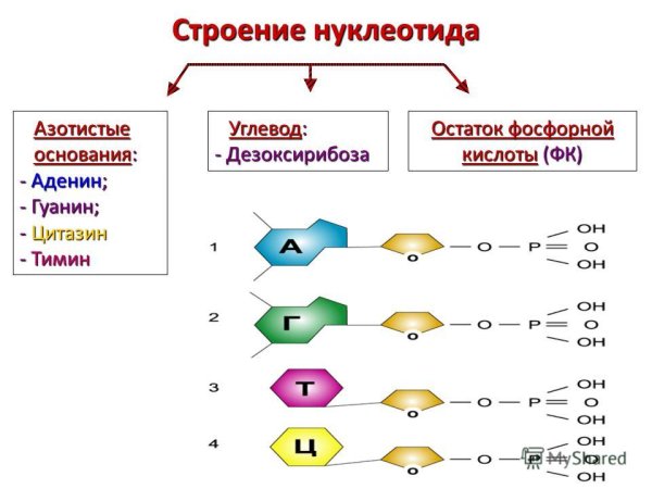 Строение нуклеотида ДНК