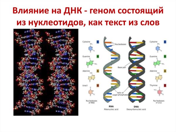 Структура нуклеотида ДНК