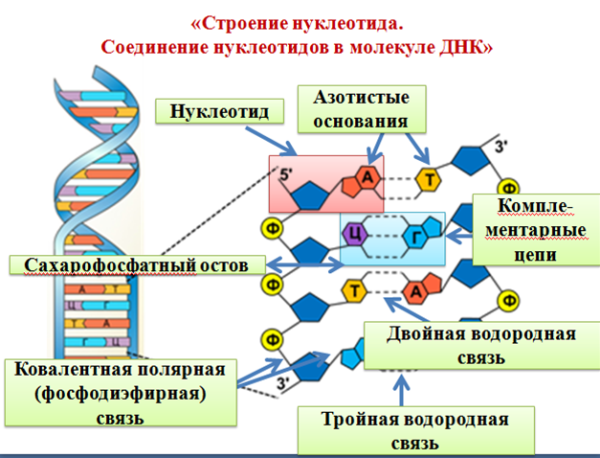 Строение нуклеотидных оснований