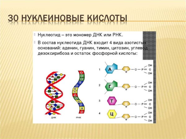 Структура нуклеотида схема ДНК