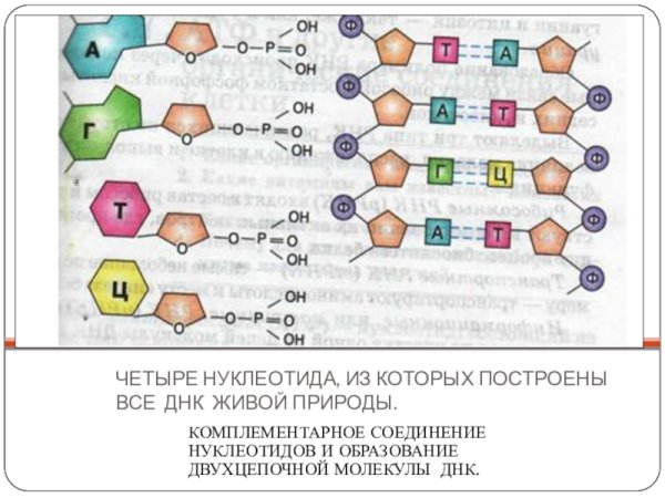 Схема строения нуклеотида РНК