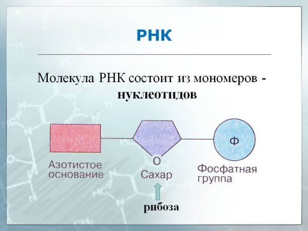 Описание строения ДНК