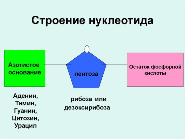Нуклеотид аденин структурная формула