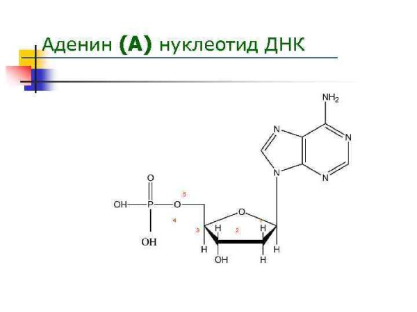 Нуклеотиды ДНК