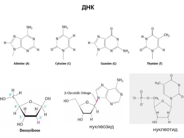 Строение нуклеотида ДНК