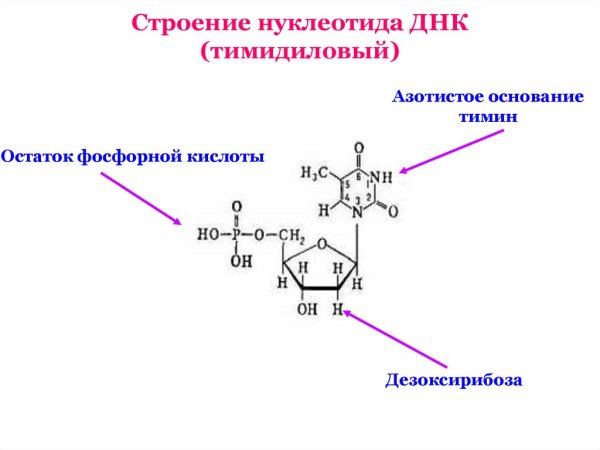 Схематическое строение ДНК