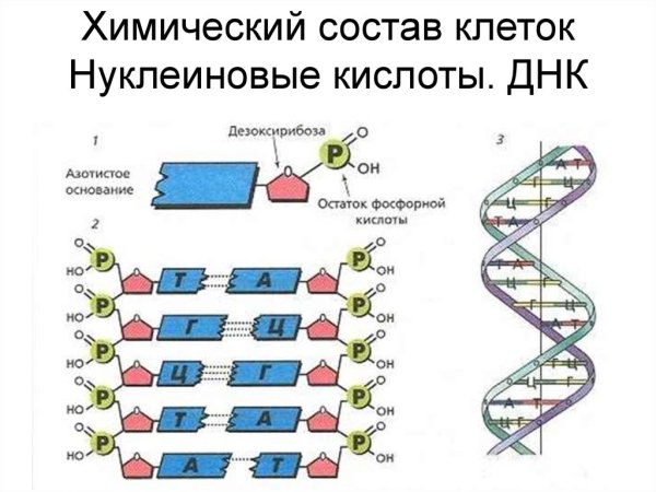 Молекула ДНК структура нуклеотиды