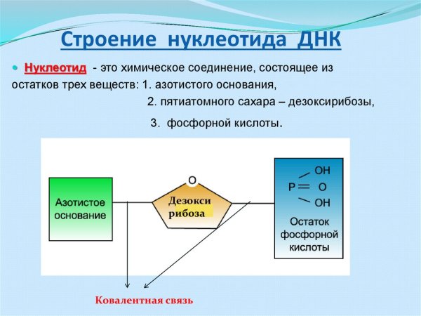 Строение нуклеотида ДНК