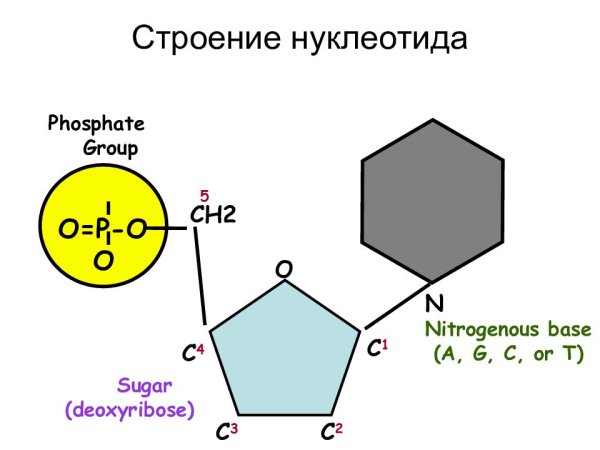 Нуклеотид это мономер нуклеиновых кислот