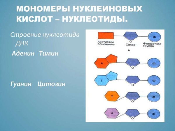 Схема мономера РНК