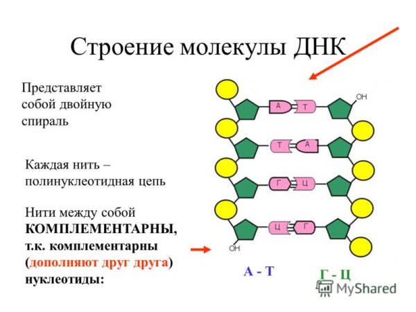 Схематичное строение нуклеотида