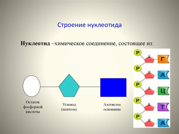 Строение нуклеотида ДНК