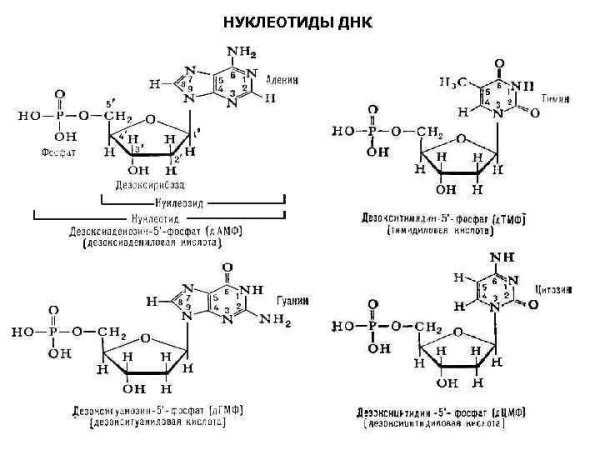 Строение нуклеотида ДНК формула