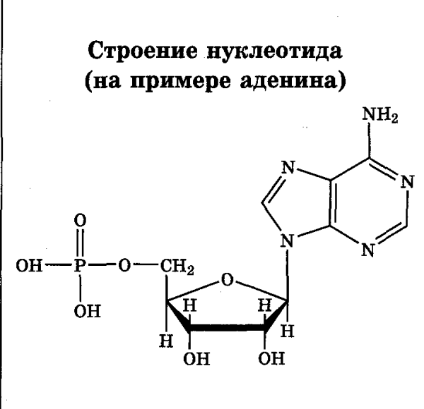Строение нуклеотида РНК