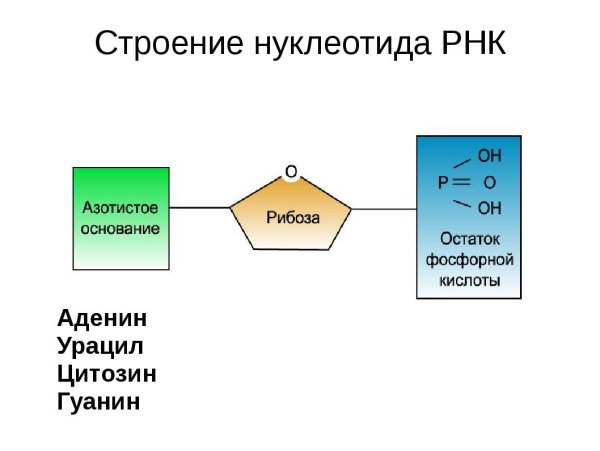 Схема строения нуклеотида ДНК