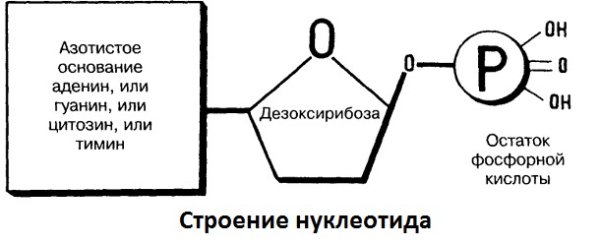 Структура нуклеотида молекулы РНК