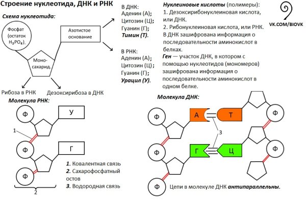 Строение нуклеотидов де