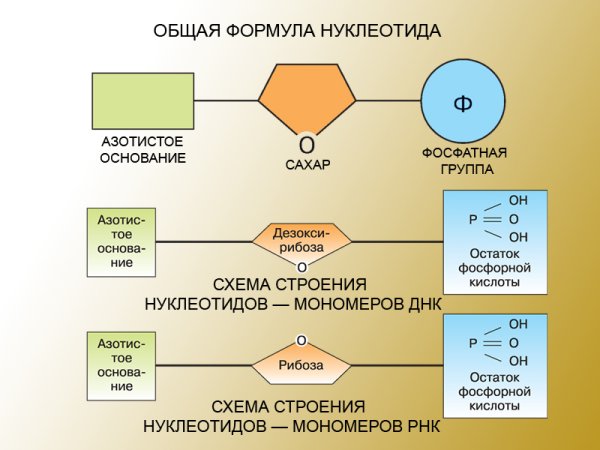 Аденин строение нуклеотида