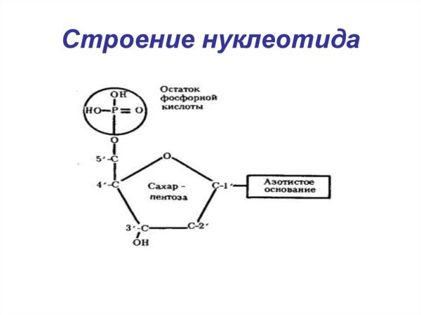 Строение нуклеотида молекулы ДНК
