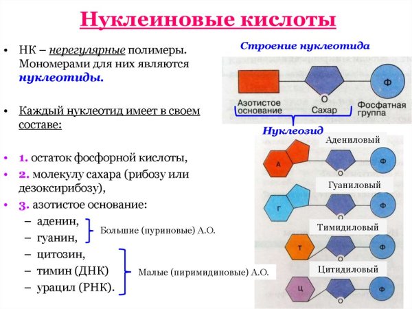 Строение ДНК биология