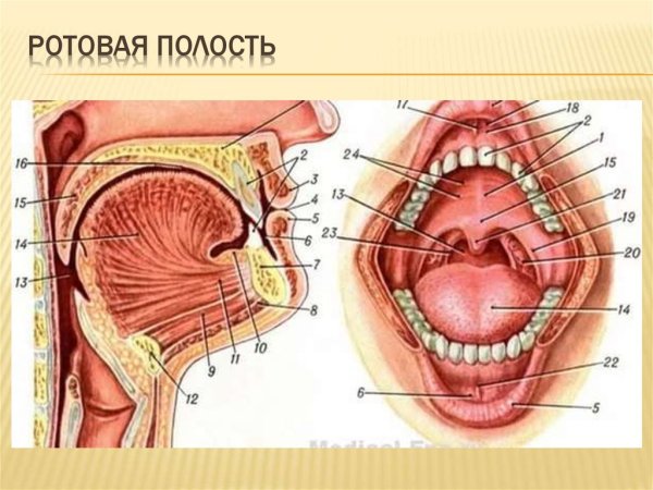 Строение носоглотки и гортани