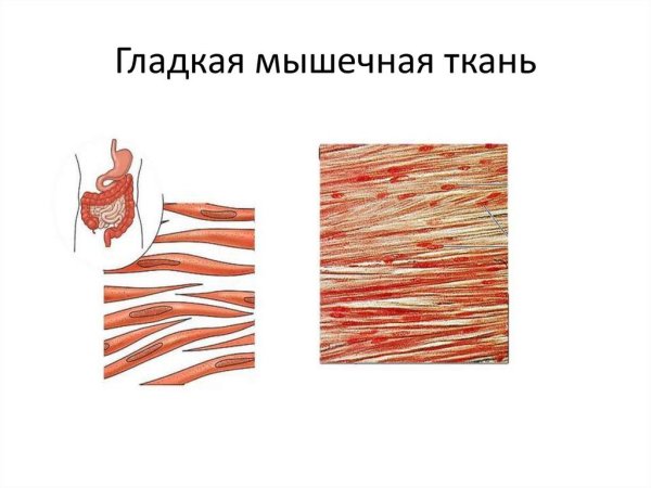 Гладкая мышечная ткань гладкая мышечная ткань
