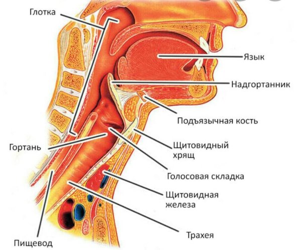 Горло гортань трахея анатомия